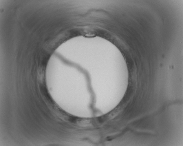 X0000082700129200702232240