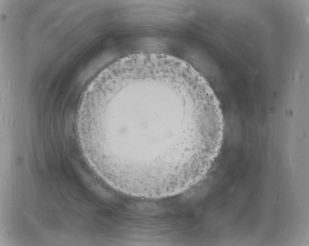 X0000082700146200702232239