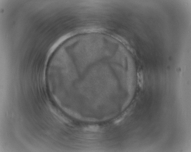 X0000082700196200702232239