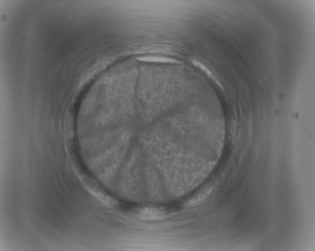 X0000082700303200702232237