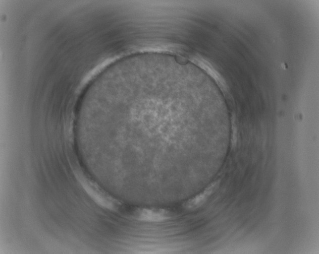 X0000082700346200702232236