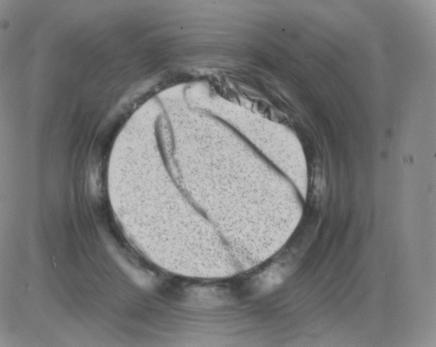 X0000082700408200702232235