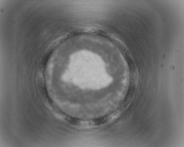 X0000082700415200702232235