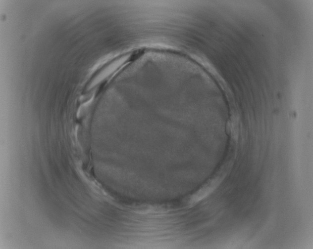 X0000082700434200702232234