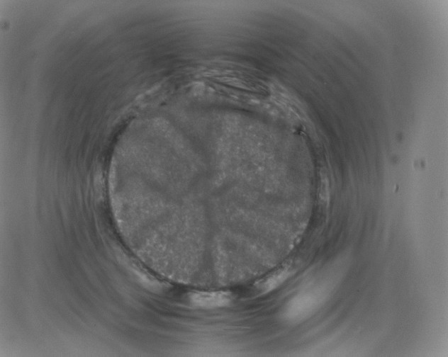 X0000082700465200702232235