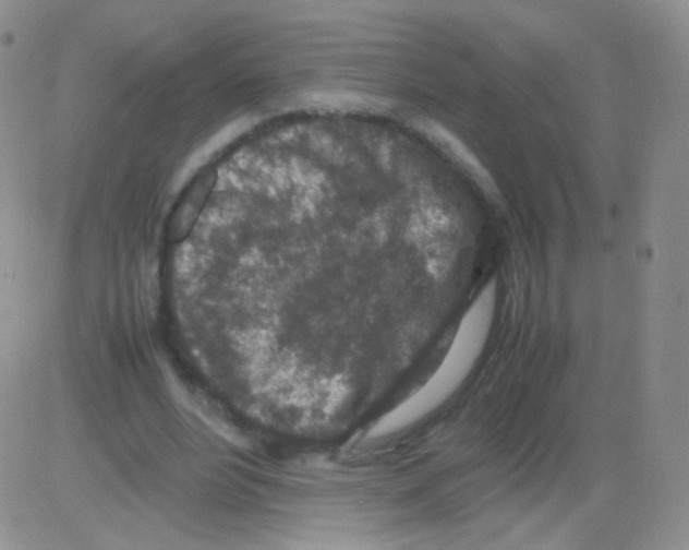 X0000082700488200702232234