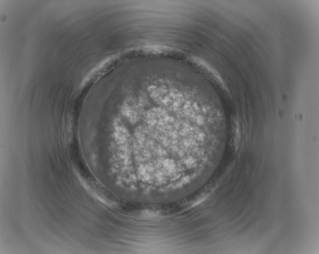 X0000082700496200702232234