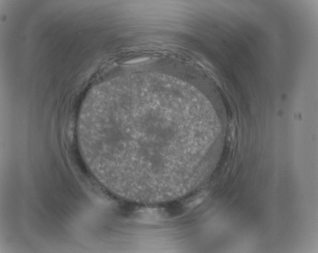 X0000082700499200702232234