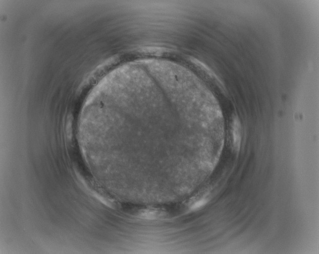 X0000082700504200702232234