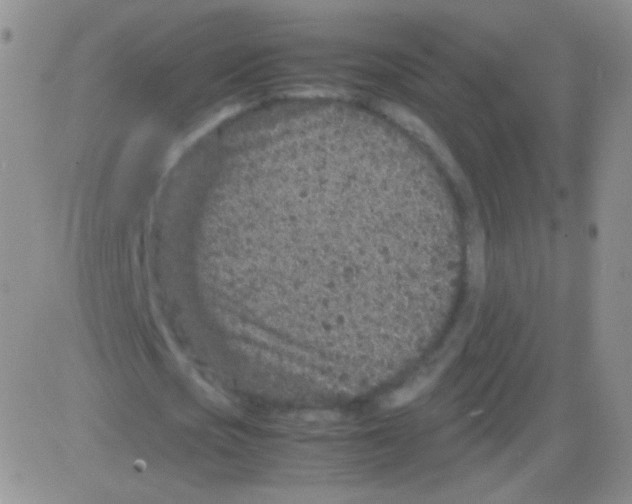 X0000082700721200702232229