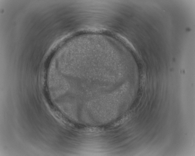 X0000082700736200702232229