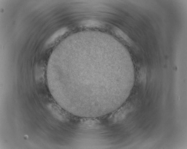 X0000082700824200702232228