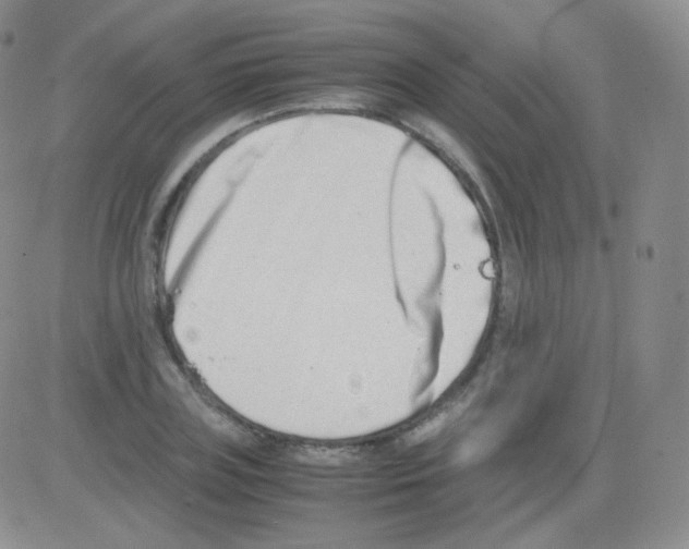 X0000082700835200702232228