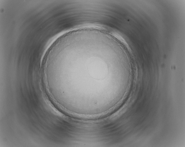 X0000082700836200702232228