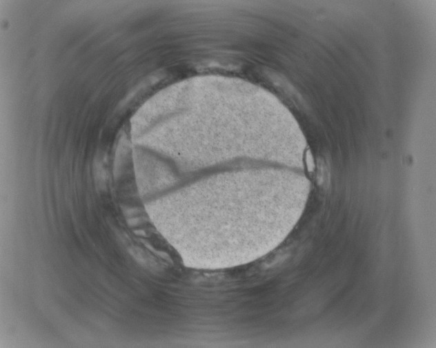 X0000082700915200702232226