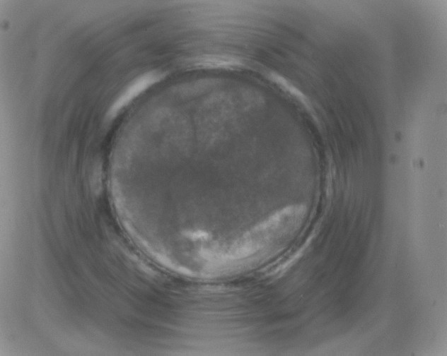 X0000082701306200702232220