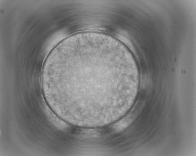 X0000082701338200702232220