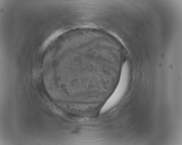 X0000082701359200702232219