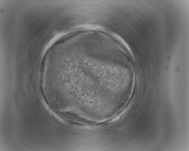 X0000082701381200702232219