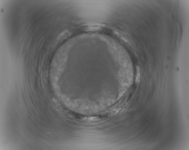 X0000082701441200702232218