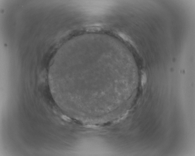 X0000082701445200702232218