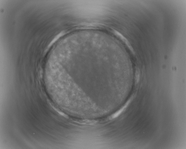 X0000082701449200702232218