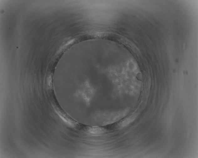 X0000082710336200702091754