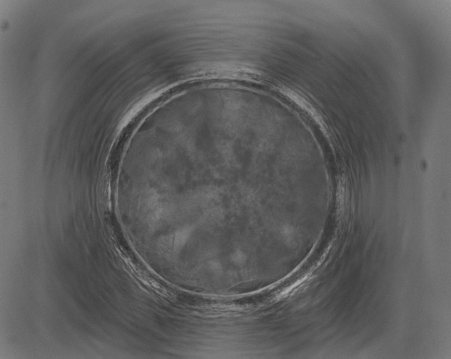 X0000082710925200702091744