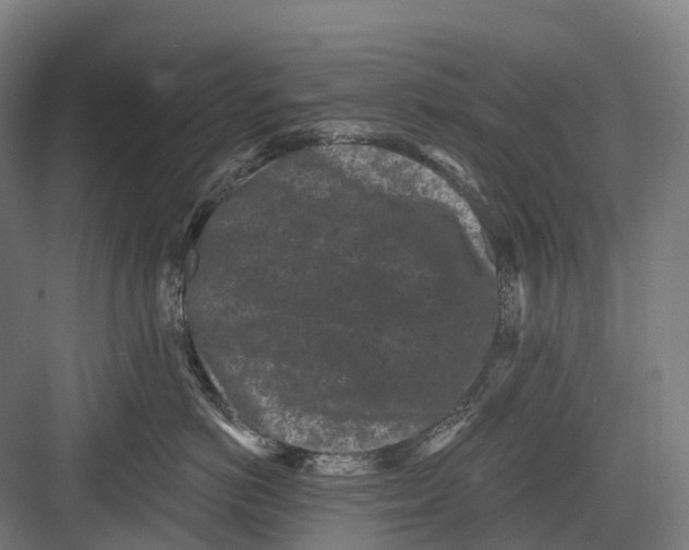 X0000082710766200702161815