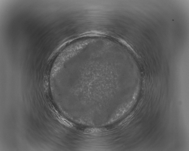 X0000082711355200702161805