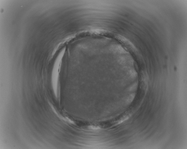 X0000082710496200702232259