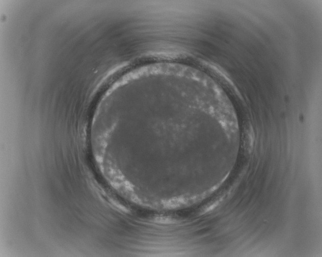 X0000082710596200702232258