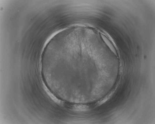 X0000082710795200702232254