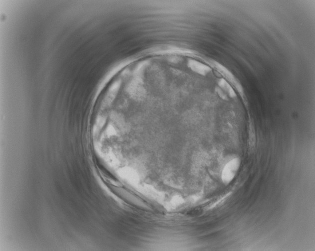 X0000082710863200702232254