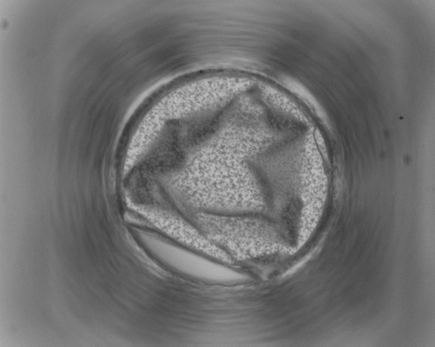 X0000082710924200702232252