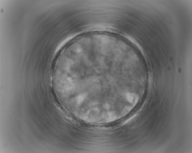 X0000082710925200702232252