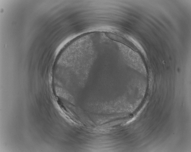 X0000082710944200702232252