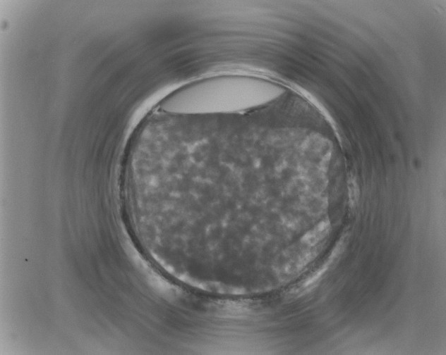 X0000082710995200702232251