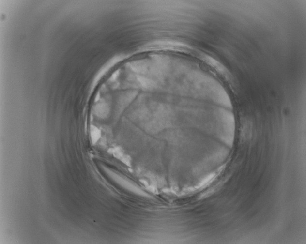 X0000082711275200702232246