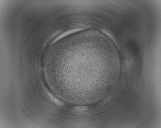 X0000082720353200701261225