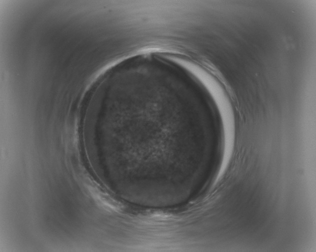 X0000082720387200701261224