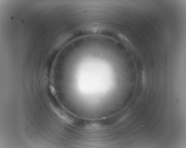 X0000082720594200701261221
