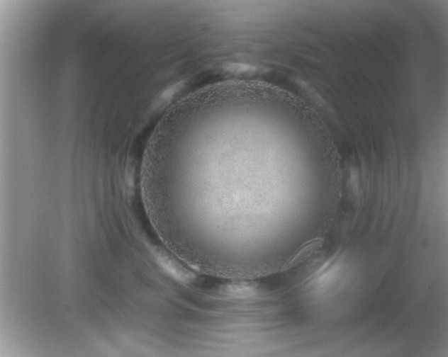 X0000082720668200701261220