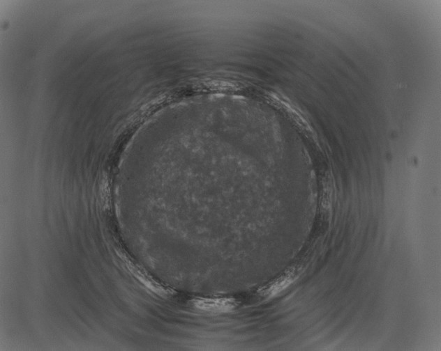 X0000082720465200702091817