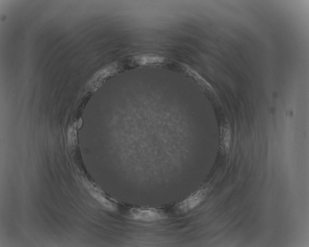 X0000082720475200702091817