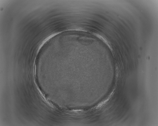 X0000082721125200702091806