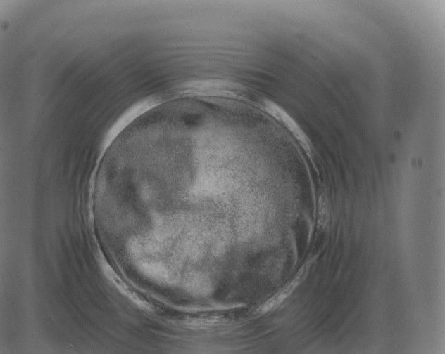 X0000082721386200702091801