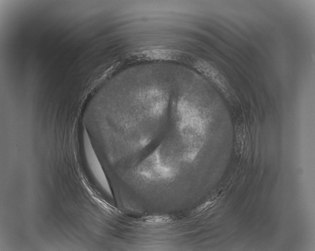 X0000082720398200702161847