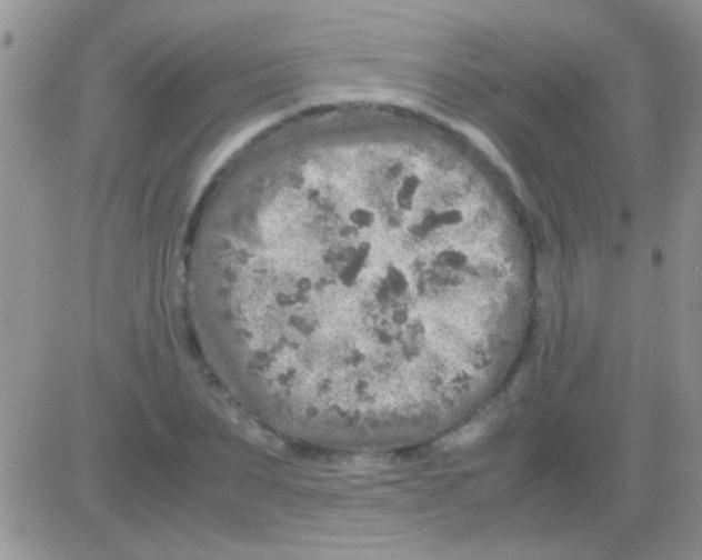 X0000082720879200702232319