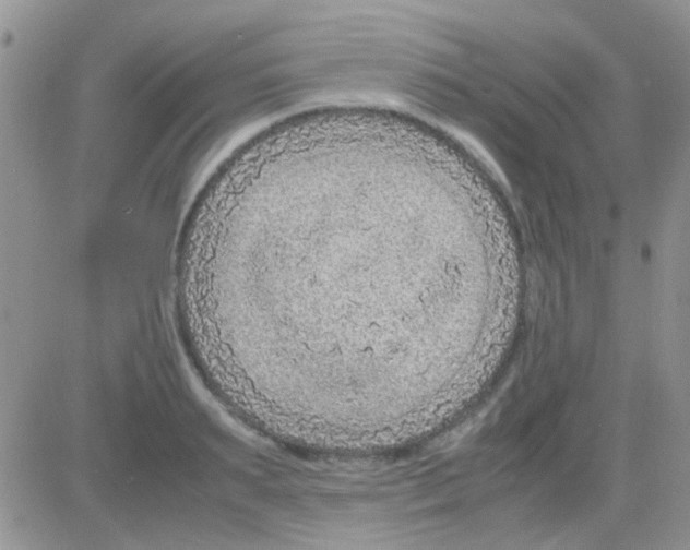 X0000082720895200702232318